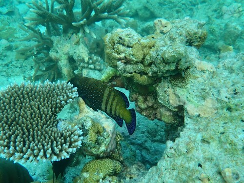 Peacock Grouper — seen at this dive site