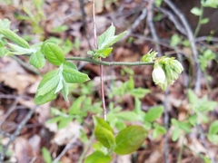 Vaccinium hirsutum