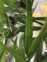 Anthophora californica