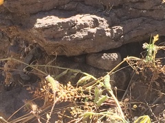 Crotalus tigris