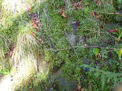 Conocephalum conicum