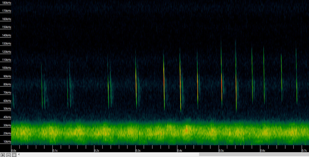 New Caledonian Long-Eared Bat