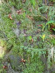 Conocephalum conicum