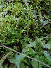 Conocephalum conicum