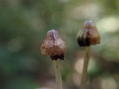 Conocephalum conicum