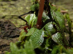 Conocephalum conicum