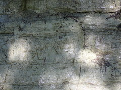 Conocephalum conicum