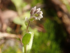 Myosotis discolor