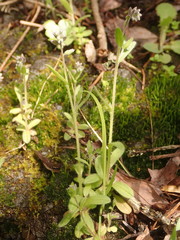 Myosotis discolor