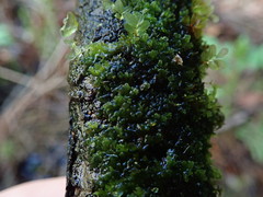 Riccardia chamedryfolia