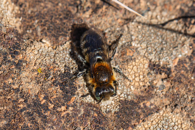 Hoplitis acuticornis