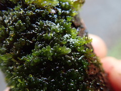 Riccardia chamedryfolia