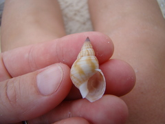 Nassarius glans