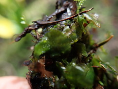 Pellia neesiana