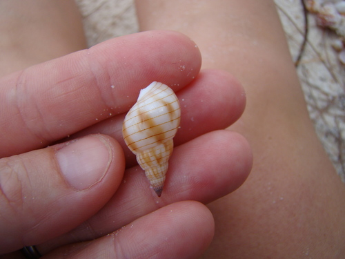 Nassarius glans