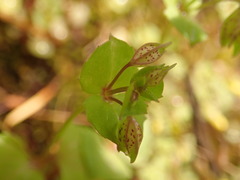 Erythranthe nasuta