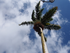 Arecaceae