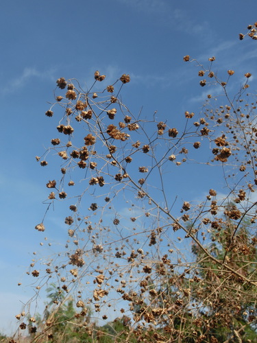 Wissadula hernandioides