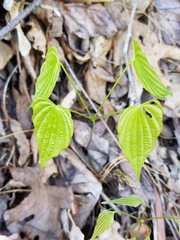 Dioscorea quaternata