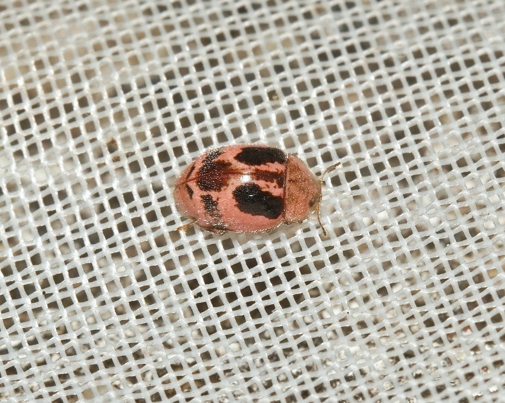 Cranoryssus variegatus