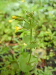 Erythranthe nasuta