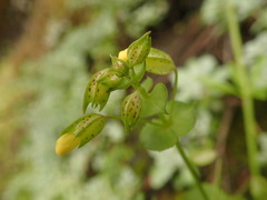 Erythranthe nasuta