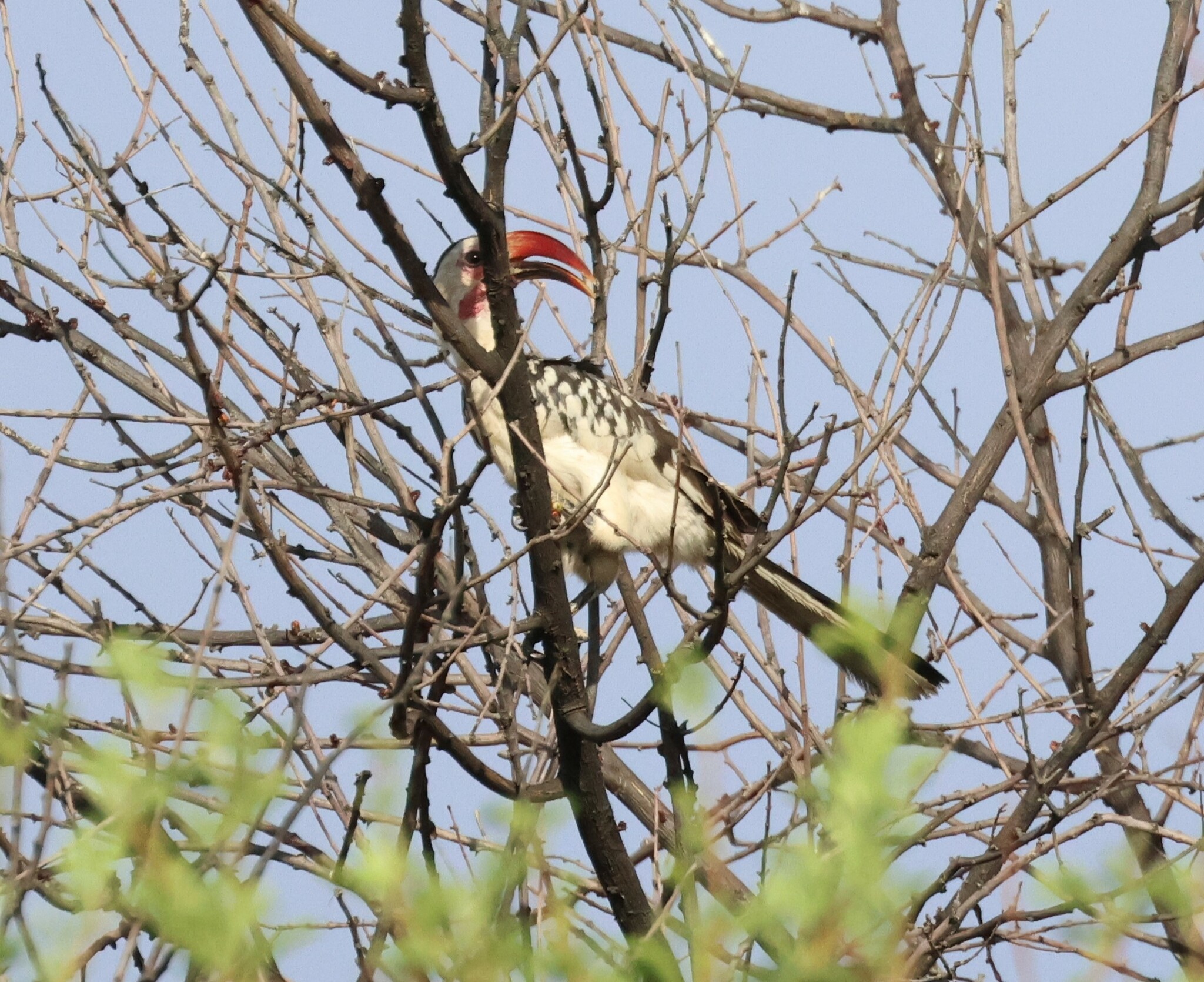 Damara Red-billed Hornbill illustration