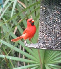 Cardinalis cardinalis image