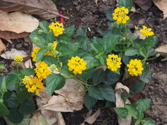 Lantana camara