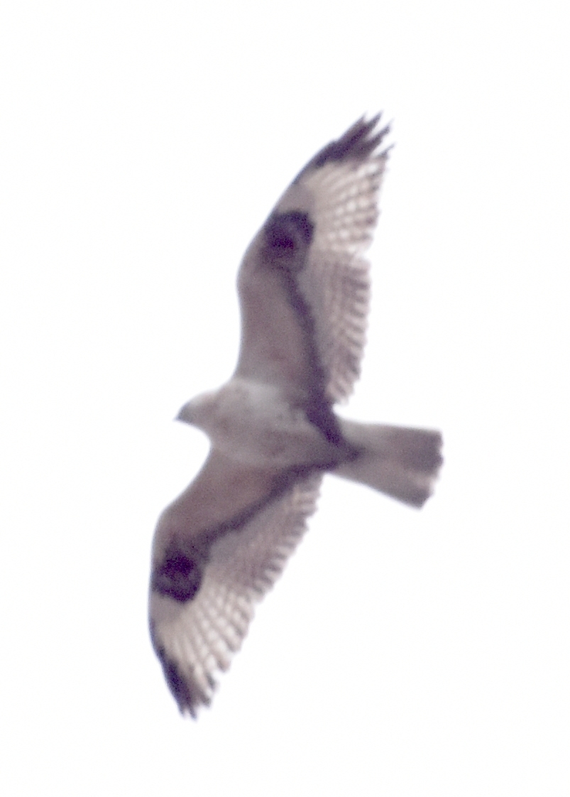Upland Buzzard