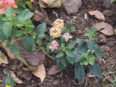 Lantana camara