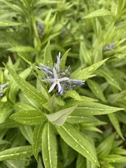 Amsonia tabernaemontana