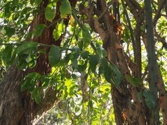 Pereskia grandifolia