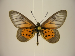 Acraea quirinalis