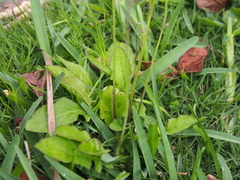 Youngia japonica