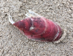 Modiolus americanus