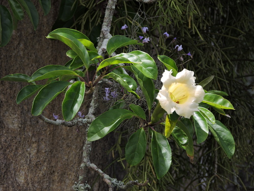 Solandra grandiflora, photograph 6