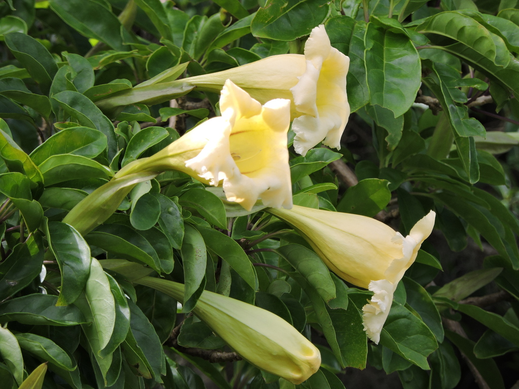 Solandra grandiflora; photograph (c) Fabrício Mil Homens Riella, some rights reserved (CC BY)