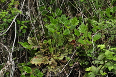 Heuchera micrantha diversifolia