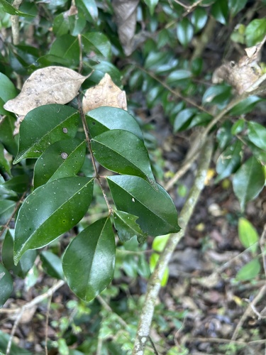 Foto de Cambuí-preto