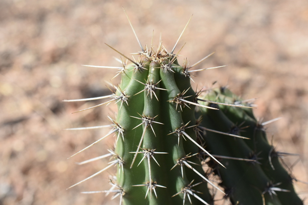 Stenocereus zopilotensis