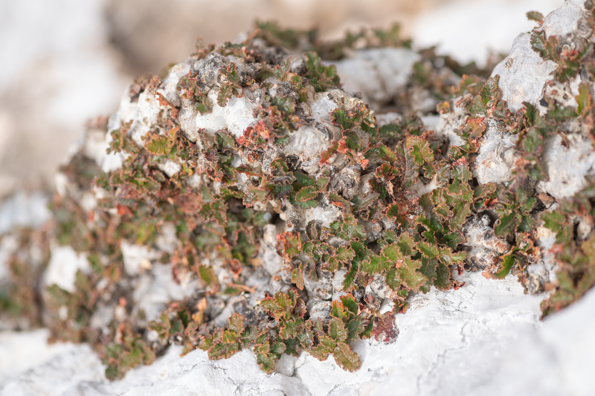 Boswellia hesperia Thulin, M.H.Weber & Rzepecky