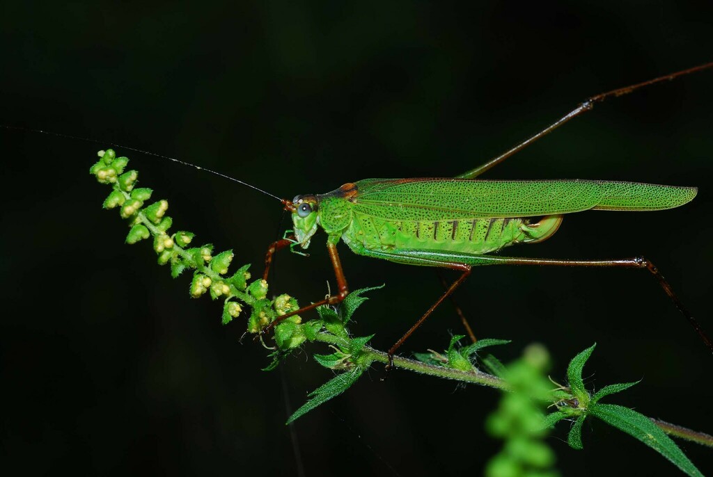 Black-footed Bush-cricket