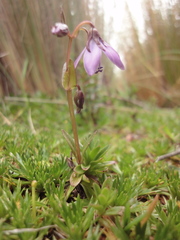 Gentianella rapunculoides
