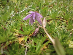 Gentianella rapunculoides