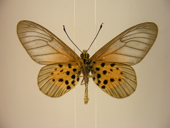 Acraea quirinalis