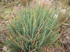 Ottoa oenanthoides