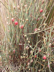 Ephedra americana