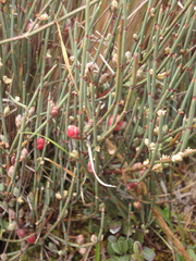 Ephedra americana