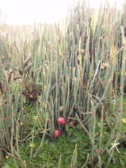 Ephedra americana